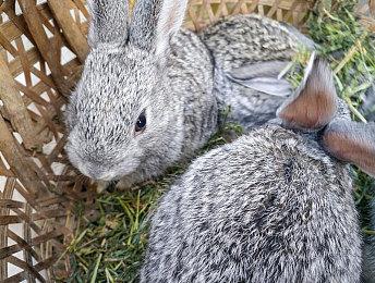 《原神》拾枝杂谈-「托马：赤心红铠」